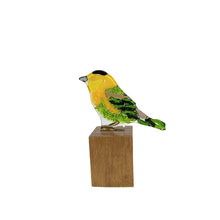 Upload image to gallery viewer, Chipe Coroninegro