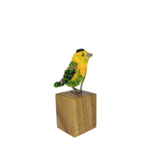 Upload image to gallery viewer, Chipe Coroninegro