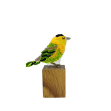 Upload image to gallery viewer, Chipe Coroninegro
