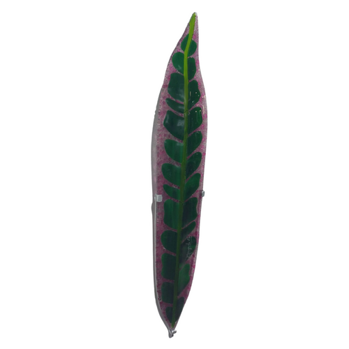 Croto Híbrido de Hoja Larga1