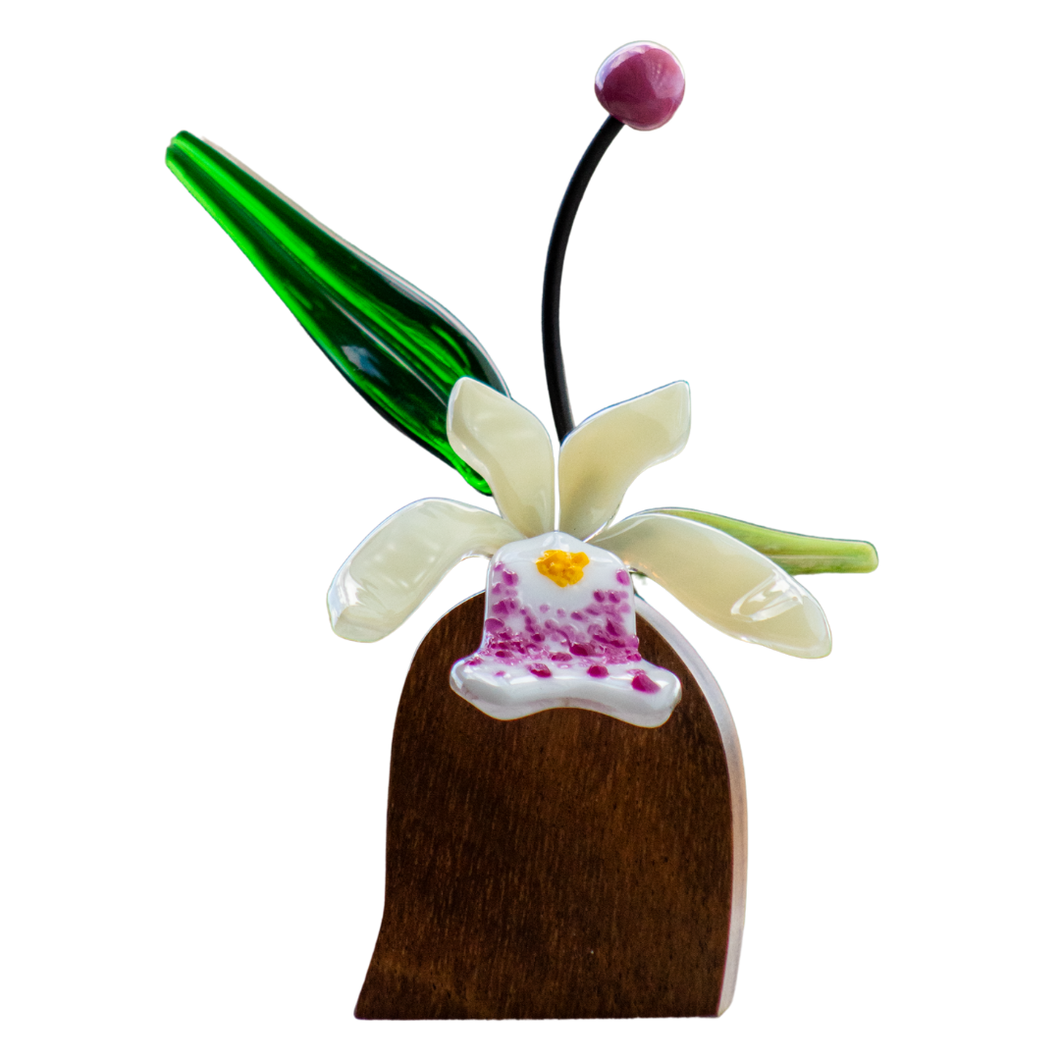 Orquídeas