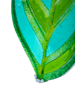 Calathea