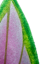 Upload image to gallery viewer, Aglaonema de Fuego