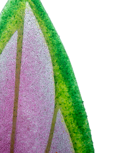 Aglaonema de Fuego