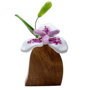 Orquídeas