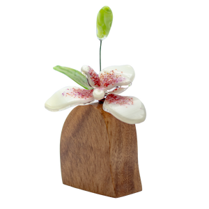 Orquídeas