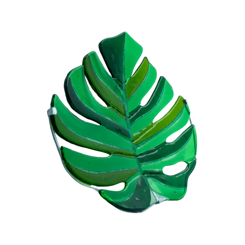 Filodendro Monstera