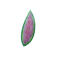 Upload image to gallery viewer, Aglaonema de Fuego