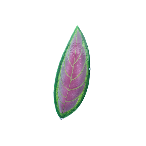Aglaonema de Fuego
