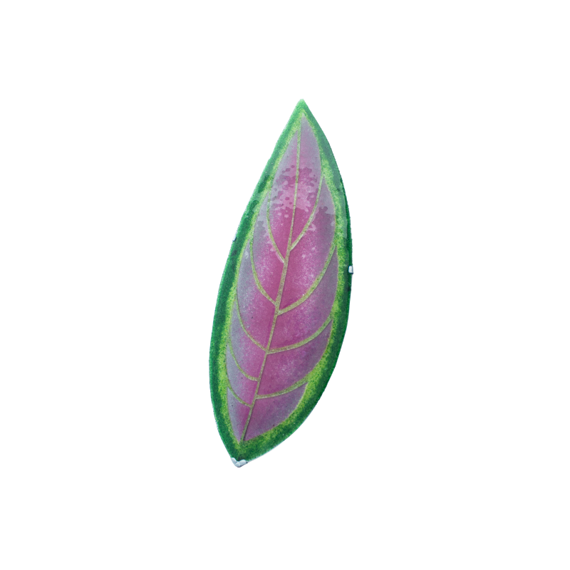 Aglaonema de Fuego